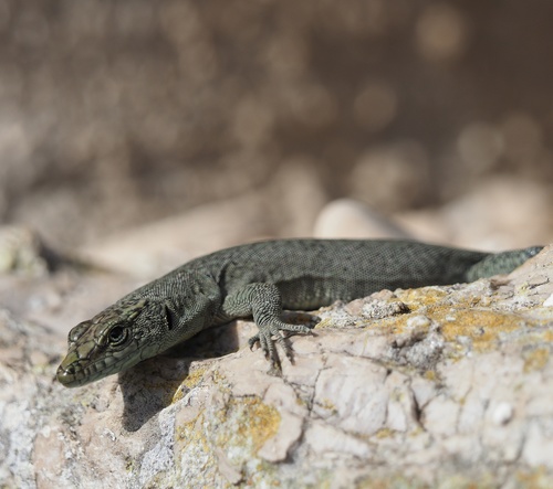Sharp-snouted Rock Lizard, photo 6 of 7