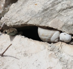 Dalmatolacerta oxycephala