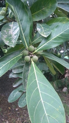 Ficus obtusifolia