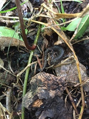 Pseudoeurycea leprosa