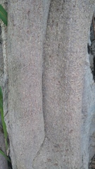 Ficus obtusifolia