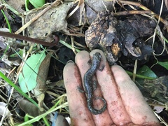 Pseudoeurycea leprosa