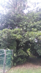 Ficus obtusifolia