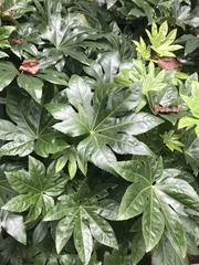 Fatsia