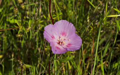 Clarkia gracilis
