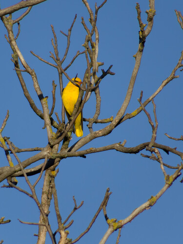 Oropéndola europea (Oriolus oriolus)
