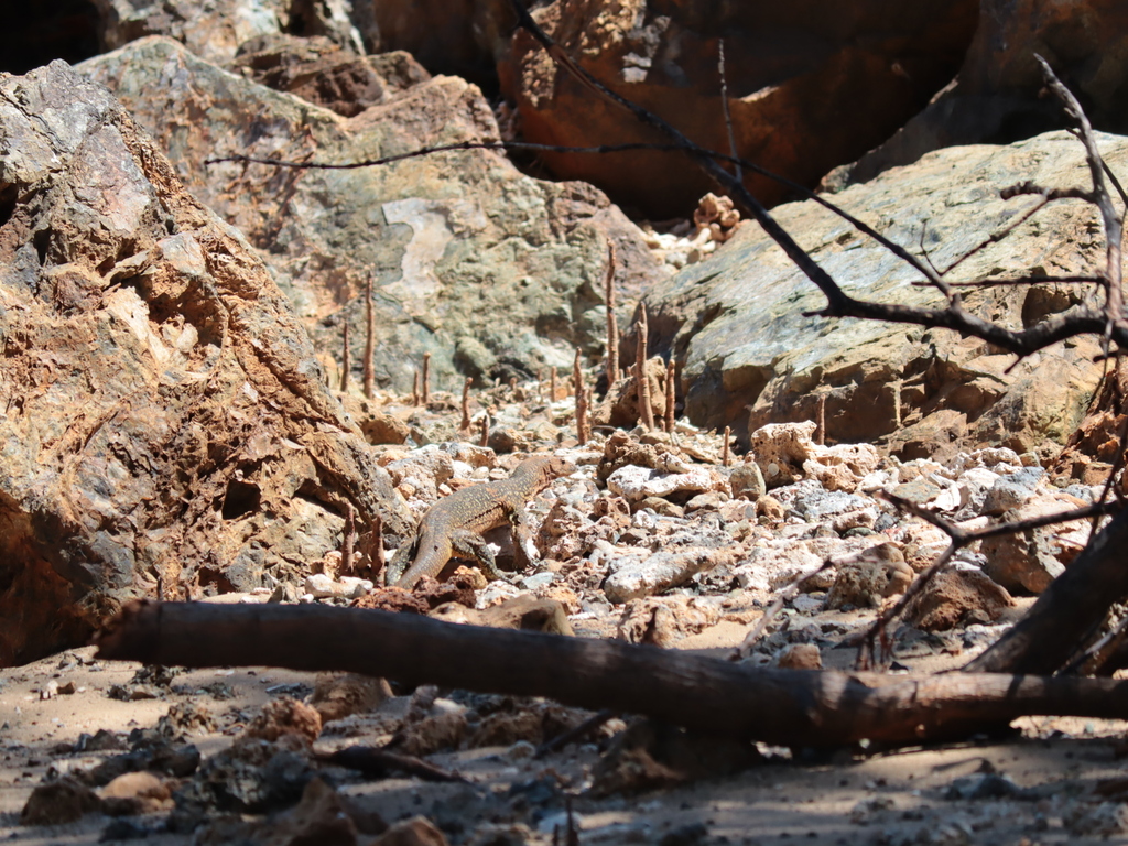 Varanus rainerguentheri (Varanus rainerguentheri)