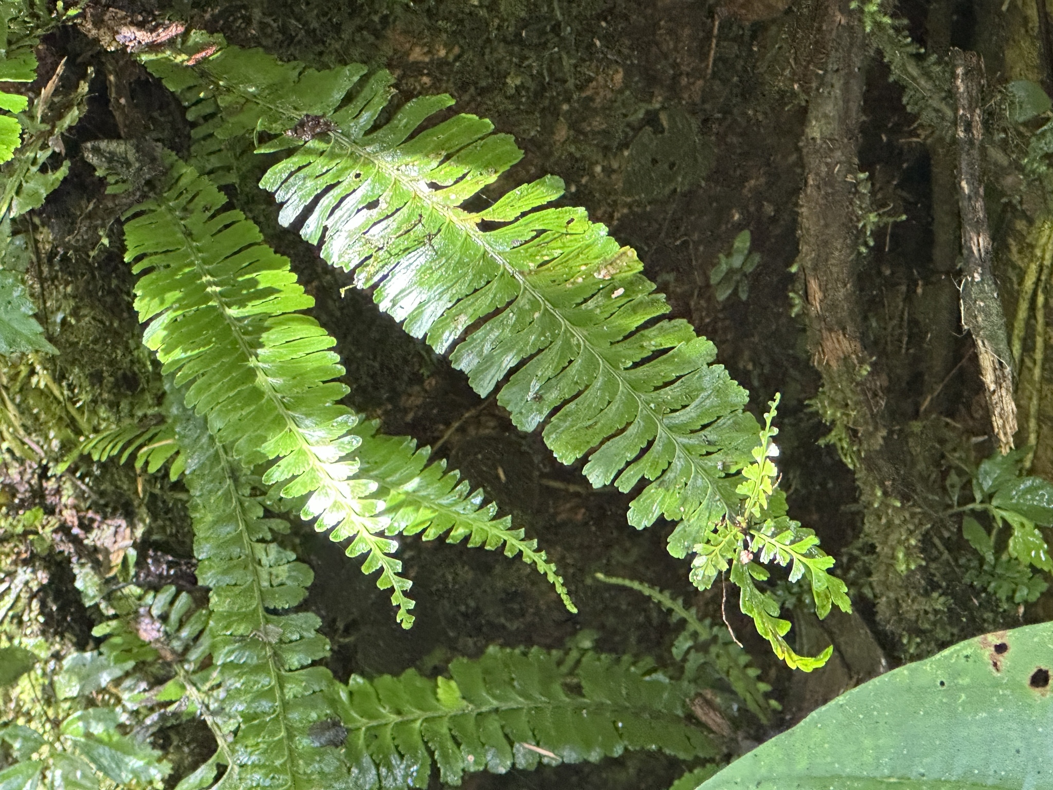 Asplenium borneense