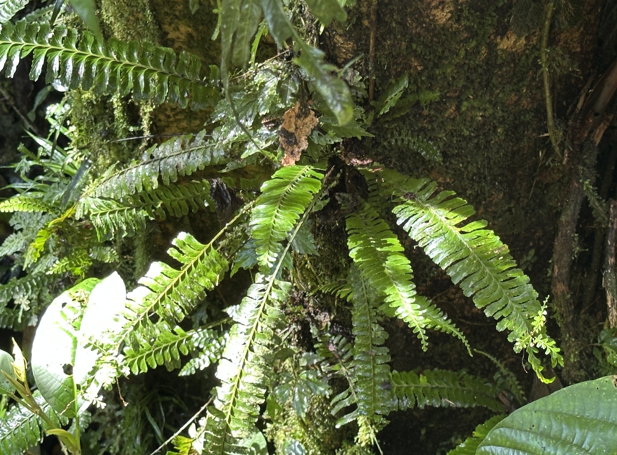 Asplenium borneense 2