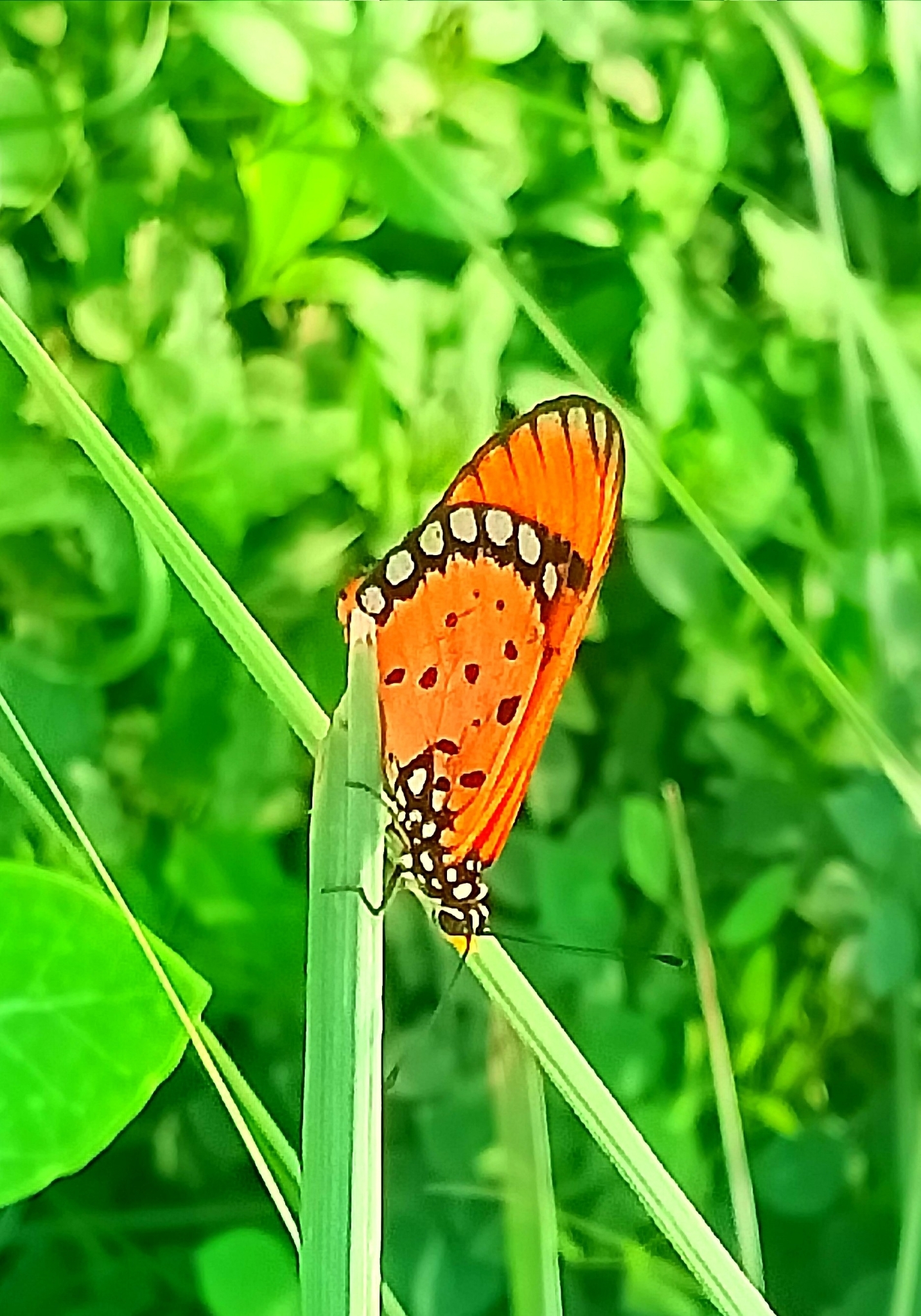 Tawny Coster