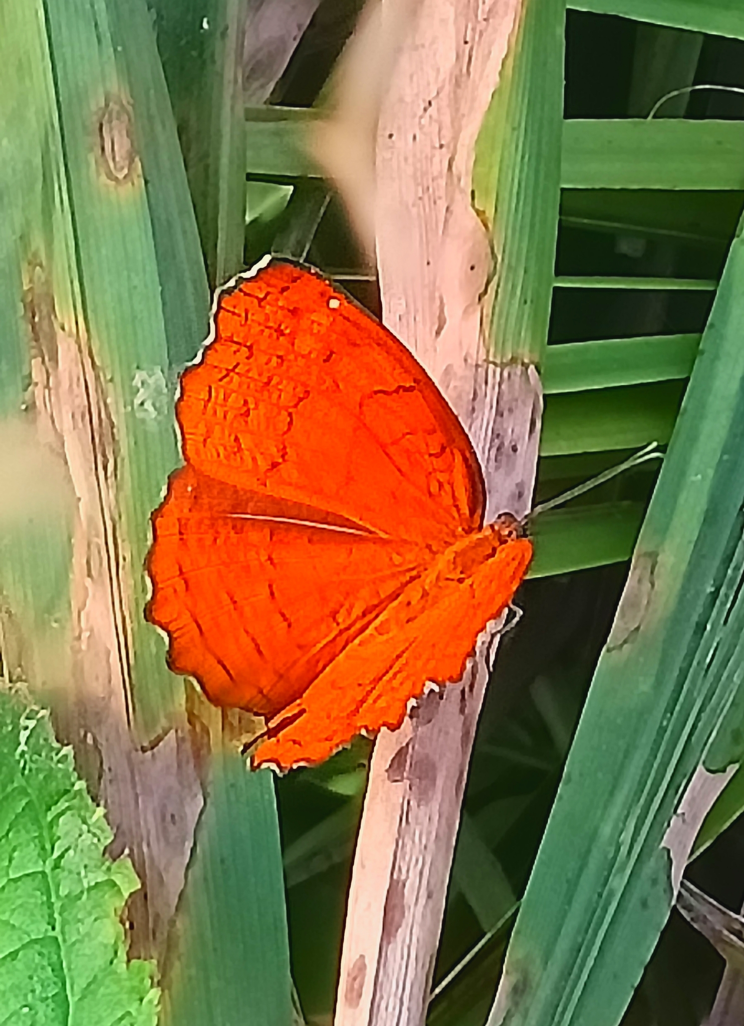 Angled Castor