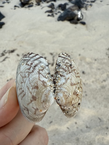 Ruditapes philippinarum observed 2025-05-30