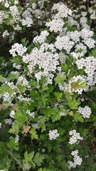 Crataegus pentagyna