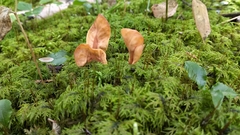 Spathulariopsis velutipes