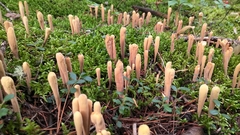 Clavariadelphus sachalinensis