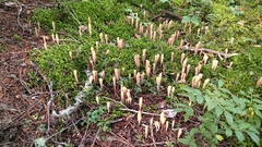 Clavariadelphus sachalinensis