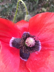 Papaver rhoeas