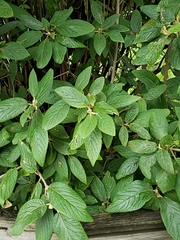 Viburnum rhytidophyllum