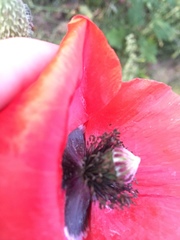 Papaver rhoeas