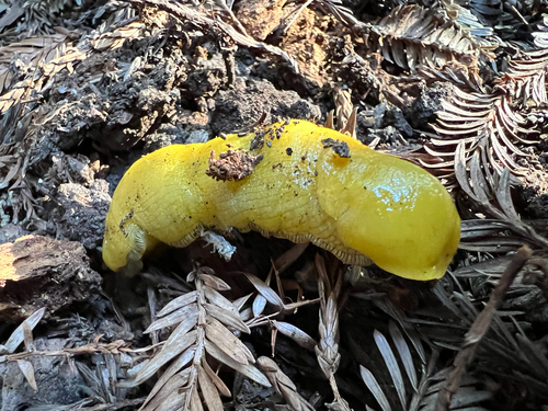 Slender Banana Slug, Rachel Carson College Service Rd, Santa Cruz, CA, US, photo 6 of 10