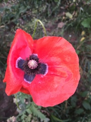 Papaver rhoeas