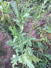 Papaver rhoeas