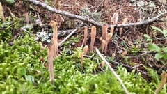 Clavariadelphus sachalinensis