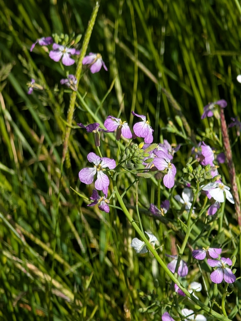 Raphanus sativus