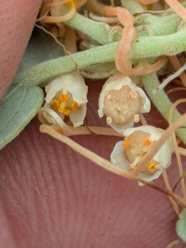 Hawaiian Dodder (Cuscuta sandwichiana)