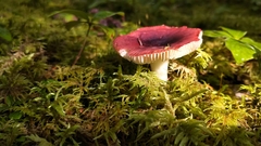 Russula nitida