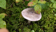 Russula parazurea