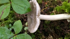 Russula parazurea