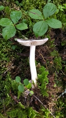 Russula parazurea