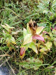 Gentiana dschungarica