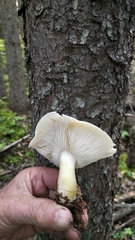Russula olivacea
