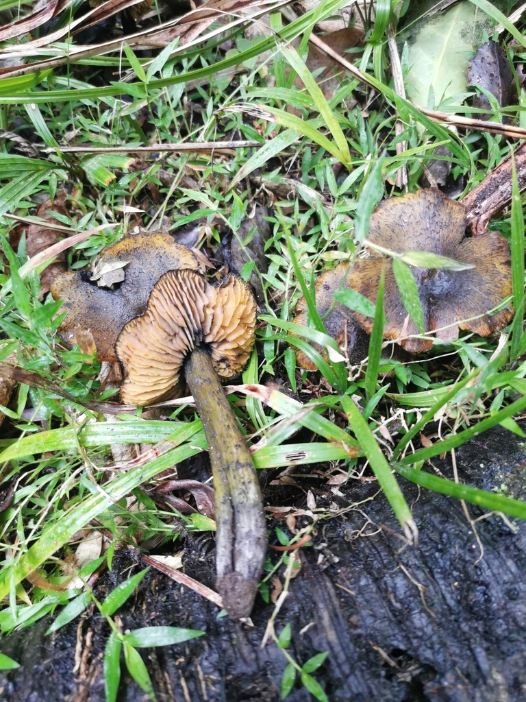 Hygrocybe astatogala · May 2025 · photo: © kizzie1 (iNaturalist, cc0)