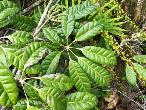 Schefflera alvarezii