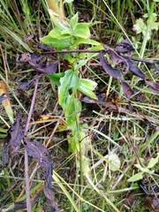 Gentiana dschungarica