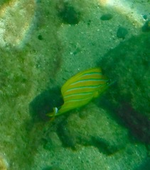 Chaetodon fremblii
