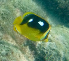 Chaetodon quadrimaculatus