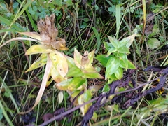 Gentiana dschungarica