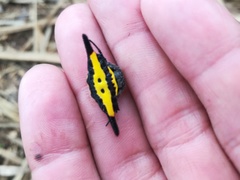 Gasteracantha hecata