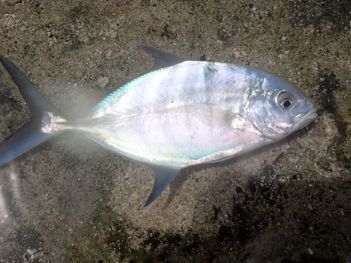 Carangoides ferdau, 2025-05-30