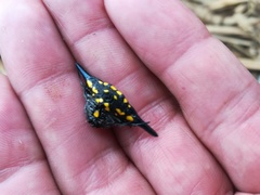 Gasteracantha hecata