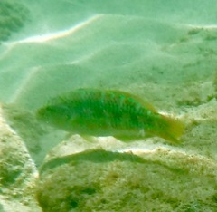 Thalassoma