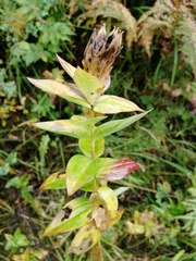 Gentiana dschungarica