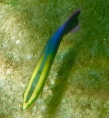 Labroides phthirophagus