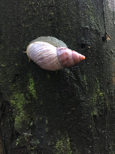 Mesembrinus sulcosus