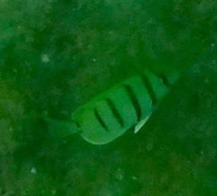 Acanthurus triostegus sandvicensis