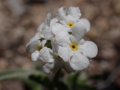Tulare cryptantha (Cryptantha incana)